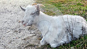 Closeup of domestic goat lying on grass and chewing it. Farmland and countryside