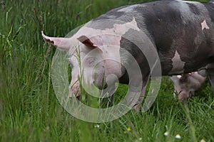 Closeup of domestic pig when grazing on meadow photo
