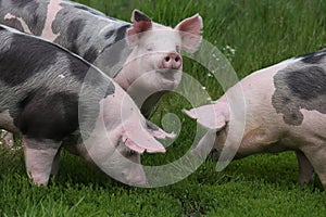Closeup of domestic pigs when grazing on meadow photo