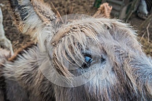 Closeup of donkey eye Equus asinus