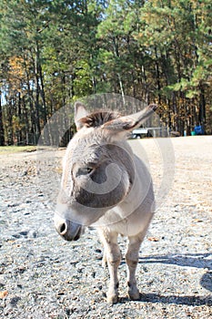 Closeup of donkey in Stables at Lake Lanier Islands