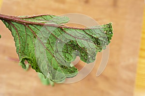 Closeup Of Dorsal Venation Of Radish Leaf