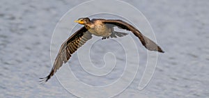 Closeup of a double-crested cormorant during flight. Nannopterum auritum.