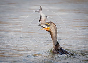 Closeup of a Double-crested cormorant in the water eating a fish