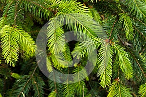 Closeup of douglas fir Pseudotsuga menziesii evergreen branches and needles