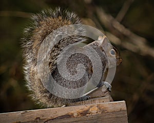 Closeup of a Douglas squirrel (Tamiasciurus douglasii) on a wood stick against blurred background