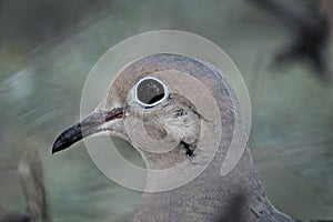 Closeup of a dove`s face and eye in the nest.