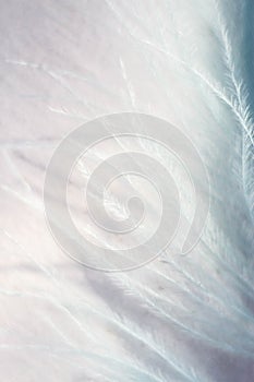 Closeup of the down feather of a bird