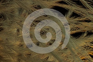 Closeup of the down feather of a bird. The bird`s feather is close, fluff like seaweed or fairy trees, an abstraction of