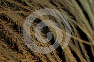 Closeup of the down feather of a bird. The bird`s feather is close, fluff like seaweed or fairy trees, an abstraction of