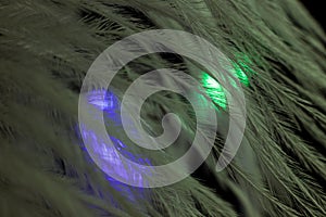 Closeup of the down feather of a bird. The bird`s feather is close, fluff like seaweed or fairy trees, an abstraction of