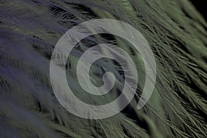 Closeup of the down feather of a bird. The bird`s feather is close, fluff like seaweed or fairy trees, an abstraction of