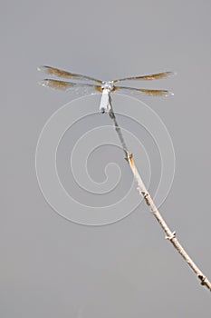 Closeup of a dragenfly. Resting, spotted.