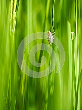 Closeup of Dragonfly baby nymph on the stem of the paddy.