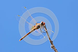 The closeup of dragonfly in blue sky background , Anisoptera