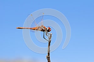 The closeup of dragonfly in blue sky background , Anisoptera