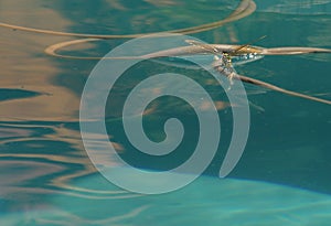 Closeup of a dragonfly in blue waterpool