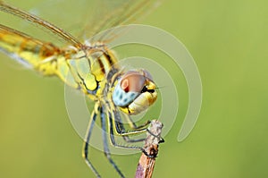 The closeup of dragonfly compound eyes in green background , Anisoptera
