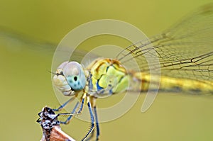 The closeup of dragonfly compound eyes in green background , Anisoptera