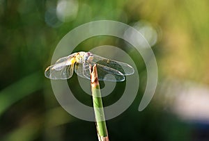 The closeup of dragonfly and its compound eyes in bright background , Anisoptera