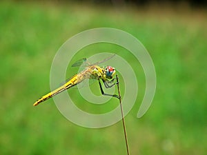 The closeup of dragonfly and its compound eyes in green background , Anisoptera