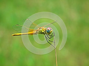 The closeup of dragonfly and its compound eyes in green background , Anisoptera