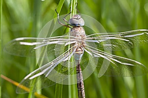 Closeup of a dragonfly in the meadow. photo