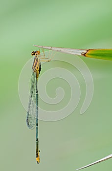 Closeup of a dragonfly perched on top of a vibrant green flower