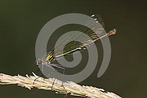 Closeup of dragonfly perching plant
