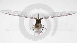 Closeup dragonfly side front