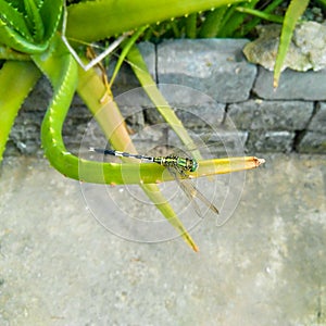 Closeup of dragonfly sitting in branch of green leaves, aloe vera plant growing in the garden, nature photography