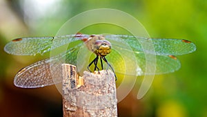 Closeup of dragonfly on unicolored clean background
