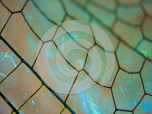 Closeup of a Dragonfly Wing