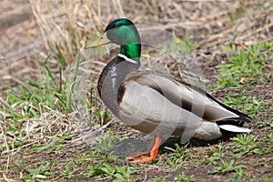 Closeup of a drake, mallard, standing on a grassy hill