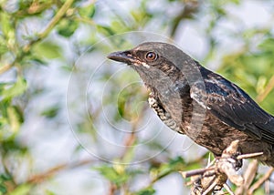 A Closeup of a drango