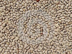 Closeup of dried black eyed peas with sunlight in