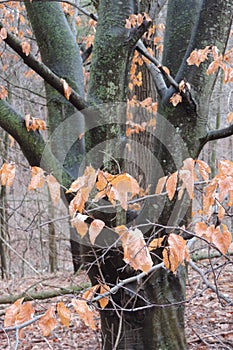 A closeup of dried branches and leaves on a bark