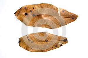 Closeup dried cinnamon tree leaf isolated on a white background