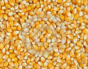 Closeup Dried corn background