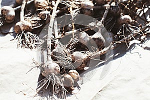 Closeup dried garlic selective focus