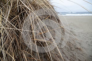 Closeup of dried grass on the beach at daytime with a blurry background