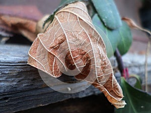Closeup of a dried leaf on a weathered window sill