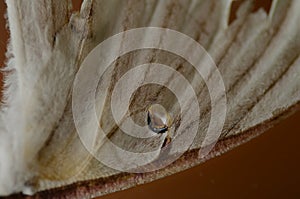 Closeup of dried luna moth wing