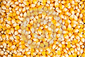 Closeup of dried maise corn