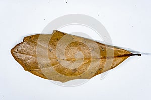 Closeup of a dried Oak leaf isolated on a white background