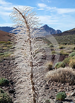 A closeup of a dried plant of an echium wildpretii, vipers bugloss, tajinaste rojo in Teide national park Tenerife photo