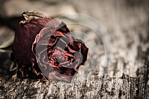 Closeup dried red rose, dead red rose on wooden background