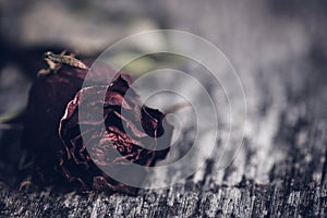 Closeup dried red rose, dead red rose on wooden background