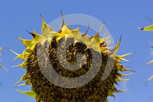 Closeup of dried ripe sunflowers on a sunflower field awaiting harvest on a sunny day. Field agricultural crops