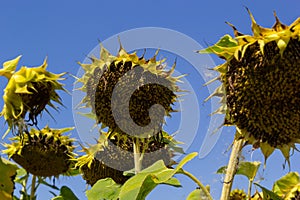 Closeup of dried ripe sunflowers on a sunflower field awaiting harvest on a sunny day. Field agricultural crops